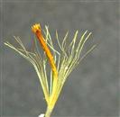  Disc floret
